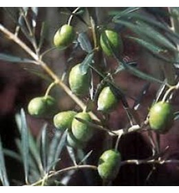 Cornicabra Extra Virgin Olive Oil - Northern Hemisphere (Spain) ***JUST ARRIVED***